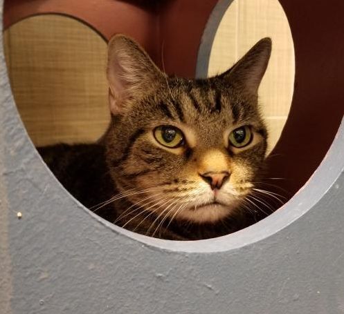 Adopt a friend: Satchell